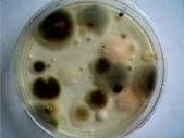 Mold